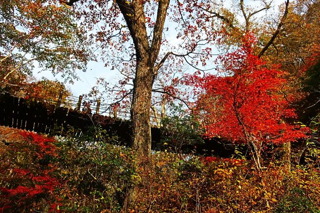 紅葉の季節になりました<br />茨城県民の日なので､今回は茨城の高萩にある花貫渓谷に行ってきました<br />そういえば､昨年の茨城県民の日にも茨城(大洗)に行きましたっけ・・・<br /><br />【表紙の写真】花貫渓谷汐見滝吊り橋