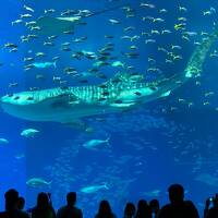 美ら海水族館メインの沖縄旅(全国旅行割利用)