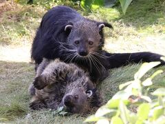 ３年ぶりの山口広島レッサーパンダ遠征３泊３日３園（６）徳山動物園（後）主に北園～終日いちゃつきビントロングカップルや新施設のスリランカゾウ他