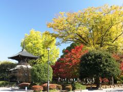 「鑁阿寺（ばんなじ）」の紅葉_2022_色付きが進み始めていて、色の変化が綺麗でした（足利市）