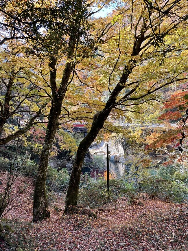 ご訪問ありがとうございます！<br />鳥取県日南町石霞渓の紅葉をご紹介します！<br />南北２㎞にわたる大渓谷は、奇岩や怪岩が目を引く男性的な「南石霞渓」と、ゆるやかで女性的な「北石霞渓」に分かれ、春には桜にツツジ、初夏は新緑と藤、秋は紅葉、冬は雪景色が楽しめます。