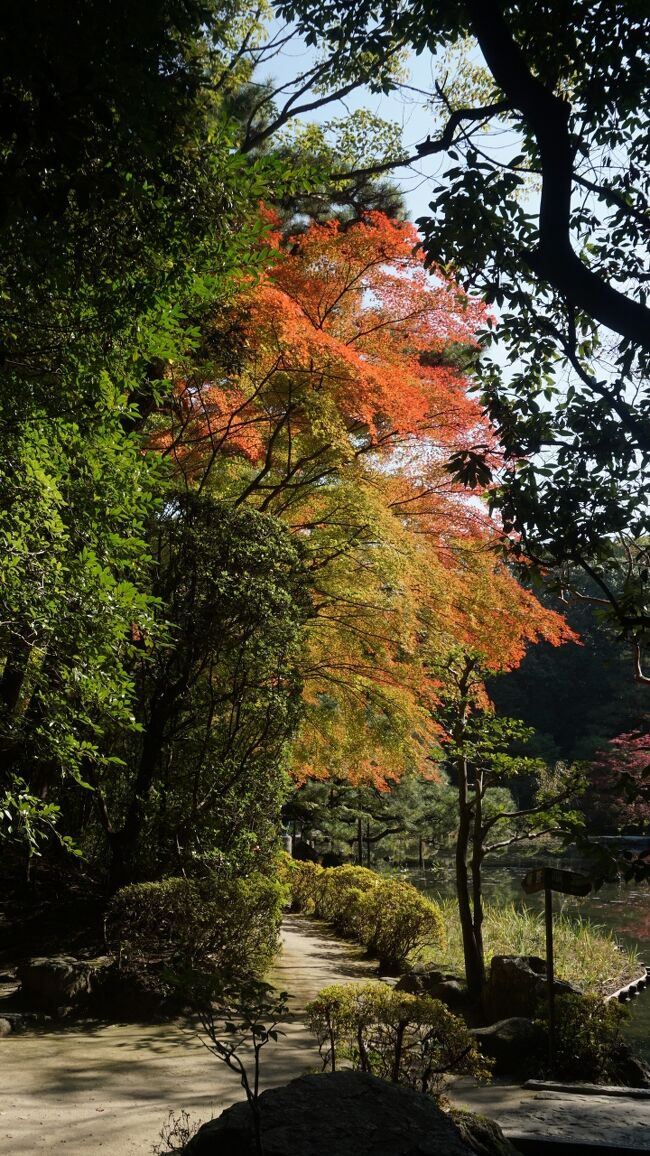 今年度の秋の散策は「近代日本を代表する京都の名庭園を巡る」と銘打って、京都三条に点在する七代目小川治兵衛が造った庭園を散策。同時に岡崎公園に残された歴史的な石碑も見学した。<br />１１月１１日（金）午前１０時に京阪本線三条駅に集合。少し歩いて岡崎公園に入る。いくつかの石碑を見て、平安神宮に行く。最初の庭園は平安神宮神苑。神苑を散策した後、岡崎公園で昼食。この日の岡崎公園にはたくさんの露店が出ていた賑やかな感じだった。食後、京都市美術館別館で自由美術展が実施されていたので見学。午後１時に予約していた無鄰菴に行く。午後１時３０分に無鄰菴の解説があるので、それまでは自由散策。解説を聞いた後、庭に出て記念撮影。無鄰菴を出て、すぐ近くにあるKOKOKA 京都市国際交流会館に行き、ここで休憩。ここの庭園も平安神宮神苑、無鄰菴と同じく七代目小川治兵衛の作庭。七代目小川治兵衛作庭の京セラ美術館日本庭園、白河院庭園に行く予定だったが、時間がなかったので行けなかったのが残念。京阪本線三条駅に戻って、ここで解散。