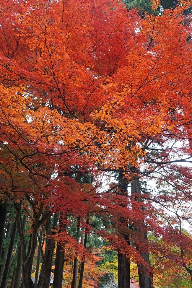 クラブツーリズム　民話のふるさと「遠野」とイーハトーブの街「花巻」 (1)昼食で立ち寄った平泉の中尊寺で最高の紅葉に出会う。