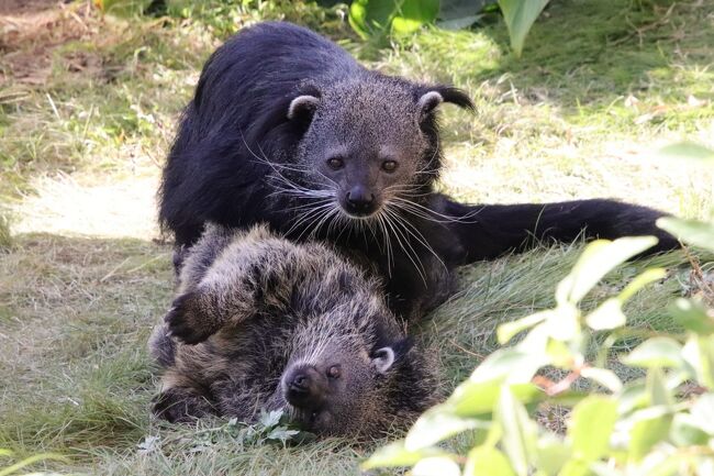 国内で飼育している動物園は圧倒的に少ないビントロング。<br />レッサーパンダの赤ちゃんが生まれたことをきっかけに、３年10ヶ月ぶりに訪れた山口県周南市の徳山動物園（略して「徳山ズー」）は、今回で通算３回目の訪問になりますが、前２回の訪問で全然見られなかったビントロング。<br />あんなに楽しそうにいちゃついているところが見られたなんて。<br />地元の来園者さんによると、朝からずーっとああだったとのこと（笑）。<br />交尾していたかどうか、下になっていた女の子の方が仰向けだったので、動物の交尾ポーズじゃないかも、と思いつつも、上の男の子が腰を振っていたから、さてはて。<br />男の子のウダーラくんの方は、個体紹介を見てみたら、この３年の間に徳山ズーに新たにやってきた子でした。<br />しかも、ウダーラくんが生まれた神戸どうぶつ王国で、私は子供のウダーラくんに会っているのです！<br />ただし、もはやママと同じくらいに成長した三つ子だったので、どの子がウダーラくんかまではわかっていなかったですけど（苦笑）。<br /><br />当時ファンの間でも名高かったレッサーパンダのトリオが次々他園にお婿入りし、その中でフーフー（福福）くんがお婿入りしたということで初めて徳山ズーを訪れたのは、2017年２月。<br />当時はまだまだ旧式なケージや展示場が多かった徳山ズーで、規模もさほど大きくなく、そして当時の私はレッサーパンダ以外の動物にまだそれほど関心が高くなかったことから、徳山ズー初訪問は半日ですませてしまいましたが、フーフーくんに待望の子供たちが生まれて２度目に訪れた2019年１月の訪問では、徳山ズーでレッサーパンダ展示場「ねいちゃる」が新設された北園は、大幅なリニューアルを遂げていました。<br />その後も、徳山ズー全体のリニューアル計画が公表されていて、今年2022年、レッサーパンダの赤ちゃん誕生がきっかけの再訪することに決めたときには、2021年に完成を目指していた北園のリニューアルは完成していました。<br />なので、徳山ズー再訪の目的がレッサーパンダ、特に赤ちゃんルールーだったとはいえ、他の動物たち、そしてリニューアル後の様子も楽しみにしていました！<br />なので、レッサーパンダの動きが少ない頃を見計らって、２回は他の動物たちを、リニューアルされたエリアを中心に見て回ることができました。<br /><br />もともと徳山ズーには、私の関心の高い動物がレッサーパンダ以外にも、まだ子供だったスリランカゾウのカップルとか、ビントロングとか、けっこういて、２度目の訪問では、いろんな動物たちの食事タイムイベントも参加し、そういった動物たちの種としてだけでなく、個体としての魅力も感じていました。<br />今回の訪問は平日だったので、食事タイムイベンとはなかったけれど、もともと園内で飼育員さん手作りも個体紹介も手厚い動物園だったので、直接話が聞けなくても、ちゃんと会えなくても、親しみがわいていたのです。<br /><br />でも、３年ぶりなので、いなくなってしまった個体もいます。移動ならまだしも、マレーグマのツヨシくんの死は、今回の再訪を決めて最近の徳川ズー情報をチェックし始めたときに初めて気付きました。<br />ツヨシくんをモデルにしたチェーンソーアートも、ステージにありましたが、いまそのステージは使えないようにしているらしく、前は目立つところにあったツヨシくんのチェーンソーアートが奥の方に追いやられてしまっていたので、寂しさが余計募りました。<br /><br />ただ、前２回の訪問時はまだまだ子供っぽかったスリランカゾウのカップルはだいぶ大人になってきて、まだすぐとはいかないでしょうが、赤ちゃんの誕生や、リニューアルされて広くなったゾウ舎に新しい個体を迎え入れる準備ができていることなど、嬉しく思いました。<br /><br />そして、ビントロング展示場も、屋外部分はがっつりした柵がありましたが、展示場はビントロング向けに随分整備されていたようです。<br />それも１つの要因でしょう、ビントロング・カップルがあんなに楽しそうにいちゃついている姿が見られたのも。<br />私はビントロングも大好きなのですが、国内の動物園で飼育しているところは少なく、夜行性で、夕方以降に活動するので、昼間は寝ていることも多く、展示場も必ずしも見やすいところばかりではなく、照明が落とされた夜行性動物館にいる場合は、もともと全身真っ黒なのに、ますます見えづらいです。<br />前２回の徳山ズー訪問でも、ビントロングの姿自体、全然見られなかったので、実は今回もあまり期待しないようにしていました。飼育員さんにわざわざ尋ねたのですが、やはり昼間は寝ていることが多くて、その場合はどうしても見えづらいし、外に出てこないかもしれない、と残念そうに言われたのを覚えています。<br />それが、先住のヒナタちゃんと、神戸どうぶつ王国で子供の時に会っているウダーラくんのいちゃいちゃがあんなに見られたなんて！<br />動物の赤ちゃんをきっかけの遠方の動物園に行くことを決めるは、ほぼレッサーパンダに限られていますが、他の動物の赤ちゃんが見たくて決めることも時々あります。<br />ビントロングの赤ちゃんが徳山ズーで生まれたら、そのために再訪を計画しちゃうかも。<br /><br />というわけで、この旅行記では、徳山ズーのレッサーパンダ以外の動物でまとめました。<br />リニューアルされた園内の様子は、今回の遠征シリーズの３番目の旅行記「３年ぶりの山口広島レッサーパンダ遠征３泊３日３園（３）徳山動物園いろいろ～レッサーパンダベビー成長記やリニューアル施設や遠足児童がいる景色」にまとめました。<br />https://4travel.jp/travelogue/11789561<br /><br />＜レッサーパンダ・ファンのmaoさんと２人旅での周南市徳山動物園・秋吉台サファリランド・広島の安佐動物公園のレッサーパンダ遠征３泊３日の旅行記のシリーズ構成＞<br />□（１）アクセス・みやげ・グルメ編：周南お楽しみクーポンありがたや～広島グルメは惜しかった！<br />□（２）ホテル編：アクセスの便とコスパを考えたら駅近の東横INNかコンフォートで無料の朝食付き<br />□（３）徳山動物園いろいろ～レッサーパンダベビー成長記やリニューアル施設や遠足児童がいる景色<br />□（４）秋吉台サファリ＆安佐動物公園いろいろ～ハロウィーン装飾と見頃はじめの紅葉のある景色など<br />□（５）徳山動物園（前）レッサーパンダの赤ちゃんルールーくん！～ヒコくんリボンちゃんいないけど<br />■（６）徳山動物園（後）主に北園～終日いちゃつきビントロングカップルや新施設のスリランカゾウ他<br />□（７）秋吉台サファリ（前）布陣が変わったレッサーパンダ～優希くん以外の総勢７頭とリンゴタイム<br />□（８）秋吉台サファリ（後）ふれあい広場だけでも魅力満載！～キッズサファリやハゲコウ・フライト<br />□（９）安佐動物公園（前）レッサーパンダ特集：３交代総勢５頭３回のリンゴタイムとガイドを大満喫<br />□（10）安佐動物公園（後）メンバーが減ったけどなつかしさ募る～キリンテラスは工事中でがっかり<br /><br />周南市徳山動物園の公式サイト<br />https://www.city.shunan.lg.jp/site/zoo/<br /><br />＜タイムメモ（徳山動物園・詳細版）＞<br />【2022年10月27日（木）】<br />17:10　職場を出る<br />17:25　東京駅の16番ホームに到着<br />（途中で駅弁を購入）<br />17:30　東京駅始発の新幹線のぞみ55号博多行きに乗車（自由席）<br />21:45　徳山駅に到着<br />21:50　東横イン徳山にチェックイン<br /><br />【2022年10月28日（金）】<br />06:45　起床<br />07:00-07:30　ホテルの無料朝食<br />08:00　部屋を出る＆チェックアウト<br />08:25　みゆき口の４番バス停に到着<br />08:31　徳山駅発のバスに乗車<br />08:40頃　動物園北口で下りる<br />09:00　徳山動物園に北口から入園（開園09:00）<br />09:00-10:40　レッサーパンダ<br />（10:00頃に笹の補給あり）<br />（10:40　フーフーと風花以外みんなまったり）<br />10:40-10:45　レッサーパンダの赤ちゃん写真展<br />10:50-10:55　るんちゃるんちゃ★<br />（プレーリードッグ・ウサギ・ヤギ・ポニー）<br />11:05　南園へ<br />11:05　カピバラ★<br />（つきみちゃん＆サワくん）<br />11:10　クジャクの羽・カンムリヅル★<br />11:10-11:30　スリランカゾウ＆新ゾウ舎★<br />（ミリンダくん＆ナマリーちゃん）<br />11:30-11:40　コツメカワウソ★<br />（コトちゃん＆ササメくん）<br />11:40-11:55　マレーグマのマーヤちゃん★<br />（＆新マレーグマ舎）<br />11:55　ツキノワグマ<br />（ヨウタ寝てた）<br />11:55-12:05　太陽と水の森<br />（爬虫類・両生類・カメ）<br />12:05-12:10　マレーグマのマーヤちゃん★<br />12:10-12:20　ビントロング★<br />（ヒナタちゃん＆ウダーラくん）<br />（交尾中か？）<br />12:25　北園に戻る<br />12:25-12:40　ねいちゃるの屋上で持参のパンでランチ<br />12:40-13:55　レッサーパンダ<br />（13:00頃　リンゴの差入れ）<br />13:55-14:25　ドリンク休憩<br />14:30　南園へ<br />14:30　アムールトラのミルンちゃん★<br />14:35　コツメカワウソ★<br />14:40-15:00　売店で買い物＆休憩<br />15:15　ビントロング★<br />15:20　インドタテガミヤマアラシ★<br />15:25　ぞうさんのうたの碑（正門近く）<br />15:30　北園に戻る<br />15:35　プレーリードッグ★<br />15:40　モルモット★<br />15:40-15:45　野鳥観察所（鳥は見つけられず）<br />15:45-16:25　レッサーパンダ<br />16:30　徳山動物園を北口から出る（閉園16:30）<br />16:47　徳山駅行きのバスに乗る<br />16:57　徳山駅に到着<br />17:00-17:05　駅舎から日没前の下松港の撮影<br />17:05-17:10　駅舎のみやげ屋で買い物<br />17:20　荷物を取りに戻った後、新幹線のホームへ<br />17:30　徳山駅発新幹線こだま855号に乗車（自由席）<br />17:44　新山口駅に到着<br />18:10　在来線側のコンフォートホテル新山口にチェックイン<br />19:20-20:20　新幹線口側にある魚鮮水産で夕食<br /><br />【2022年10月29日（土）】<br />05:30　起床<br />06:45-07:10　ホテルの無料朝食<br />（胸のつかえで途中退席）<br />07:45　ホテルをチェックアウト<br />07:50　バス案内所に到着<br />（駅前のコンビニに寄った後）<br />08:10　新山口駅発の東萩駅行きのバスに乗車<br />（往復２人で5,900円／5,750円分の5,000円のバスカードを利用）<br />08:53　絵堂に到着<br />09:00すぎ　タクシーで秋吉台サファリに到着（開園09:00）<br />09:10-16:30　秋吉台サファリランドを満喫<br />（ふれあい広場は09:30～16:15）<br />16:30　サファリランドを出てバス停で待つ（閉園16:30）<br />17:11　サファリランド発の秋芳洞行きバスに乗車<br />17:29　大田中央に到着<br />18:24　大田中央発の新山口駅行きのバスに乗車<br />19:00頃　新山口駅に到着<br />19:20　新山口駅発の新幹線さくら568号に乗車（自由席）<br />19:51　広島駅に到着<br />20:20　東横イン広島駅前大橋南にチェックイン<br />21:10-21:55　広島駅ekie内の「みのる食堂」で夕食<br />（「酔心」に入りたかったがラストオーダーが21時で入り損ねる）<br />22:15すぎ　ホテルに戻る<br /><br />【2022年10月30日（日）】<br />04:15　起床<br />06:30-06:55　ホテルの無料朝食<br />07:20　部屋を出る<br />07:25　チェックアウト<br />07:40頃　広島駅に到着<br />07:52　広島駅発のJR山陽本線に乗車<br />07:59　新白島発のアムストライン広域公園前行きに乗車<br />（路線検索した08:08より１本前）<br />08:20　上安駅に到着<br />08:39　上安駅発のあさひが丘線のバスに乗車<br />08:48　安佐動物公園のバス停に到着<br />09:10　安佐動物公園に入園（開園09:00）<br />（切符購入待ちの行列で10分）<br />09:10-15:45　安佐動物公園を満喫する<br />16:00-16:05　売店でカレンダーを買う<br />16:10頃　動物公園を出る（閉園16:30）<br />16:26　安佐動物公園発のバスに乗車<br />16:36　上安駅に到着<br />16:43　上安駅発のアムストラインに乗車<br />17:03　新白島駅に到着<br />17:08　新白島駅発のJRに乗車<br />17:11　広島駅に到着<br />17:25-17:35　ホテルに荷物を取りに戻る<br />18:00-18:40　ekie「かなわ」で夕食<br />18:40-18:55　ekieでみやげの買い物<br />19:00すぎ　新幹線のホームへ<br />19:10　広島駅発の新幹線のぞみ158号に乗車（指定席）<br />22:50　品川駅に到着<br />00:40頃　帰宅<br /><br />※これまでの動物旅行記の目次を作成済。随時更新中。<br />「動物／動物園と水族館の旅行記～レッサーパンダ大好き～　目次」<br />http://4travel.jp/travelogue/10744070<br /><br />※そのうちこれまでの周南市徳山動物園（＆前泊・アクセス・周辺観光を含む）の旅行記のURL一覧は、徳山動物園の前編の旅行記「３年ぶりの山口広島レッサーパンダ遠征３泊３日３園（５）徳山動物園（前）レッサーパンダの赤ちゃんルールーくん！～ヒコくんリボンちゃんいないけど」の末尾にまとめました。<br />https://4travel.jp/travelogue/11791632<br />