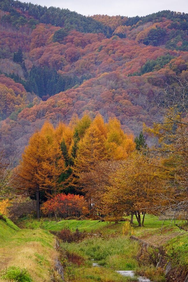 「遠野ふるさと村」の見学の後はガイドさんも同乗して「早池峰神社」に向かいます。ふるさと村も町外れの少し山の中にありましたが「早池峰神社」はどんどん山の中に入っていきます。30分も走った神社の横の駐車場にバスは停まりました。横には遠野の地区で一番早く廃校になった遠野市立大出小学校と中学校の建物がありました。早池峰神社は早池峰山の山頂にある奥宮に対する里宮です。早池峰山への登山口は東西南北に存在し、四方の登山口それぞれに早池峰神社があるそうです。静かな境内には社務所のようなものは無く、神主も常駐していないようです。急な階段を登ると随神門があり、中には恐ろしい形相の神像が出迎えてくれます。杉木立の参道を進むと神楽を奉納する建物があり、その先に又階段があって本殿に至ります。厳かな雰囲気の神社でした。参拝した後はバスに乗ってきた道を戻りますが、途中には神遣神社（かみわかれじんじゃ）の前を通過しました。ここは母神が3人の娘に遠野の三山を与えた場所と言われます。次の目的地は山口集落で、バスを降りて水車小屋から孫左衛門屋敷の跡、佐々木喜善の生家を通り抜け、デンデラ野まで歩きました。紅葉の美しい田園の中を歩くのは気持ちよいことでした。