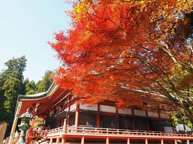 紅葉シーズンの土曜日、比叡山はハイキング日和り。<br />比叡山といえば焼き討ち、今日のコースは焼き討ちルート？<br />最近では焼き討ちは無かったという説も浮上しているらしいですね。<br />坂本から比叡山までは600ｍぐらいあり、それなりに急な山道、<br />「次の現場、山の上」なんて言われたら、家来も困っちゃうよ。<br />