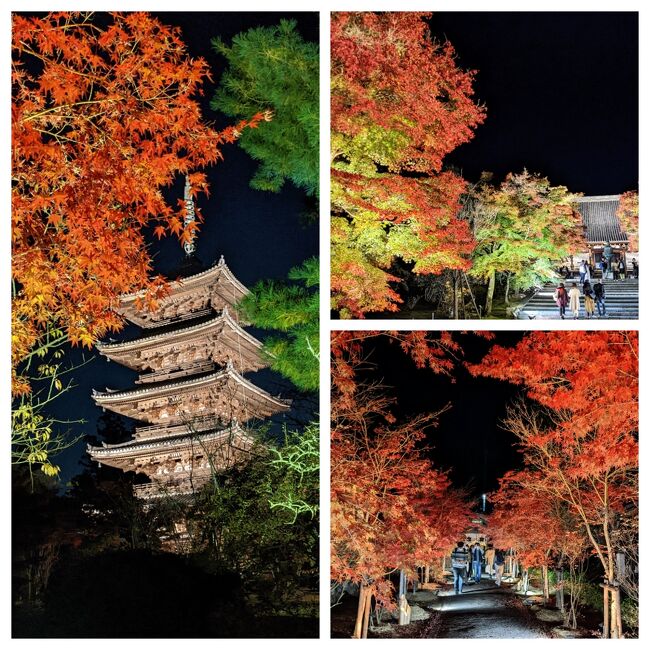 2022年11月京都紅葉紀行②仁和寺ライトアップ