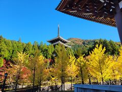 福井！旅行支援使って、娘と女子旅。