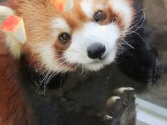 ３年ぶりの山口広島レッサーパンダ遠征３泊３日３園（７）秋吉台サファリ（前）布陣が変わったレッサーパンダ～優希くん以外の総勢７頭とリンゴタイム