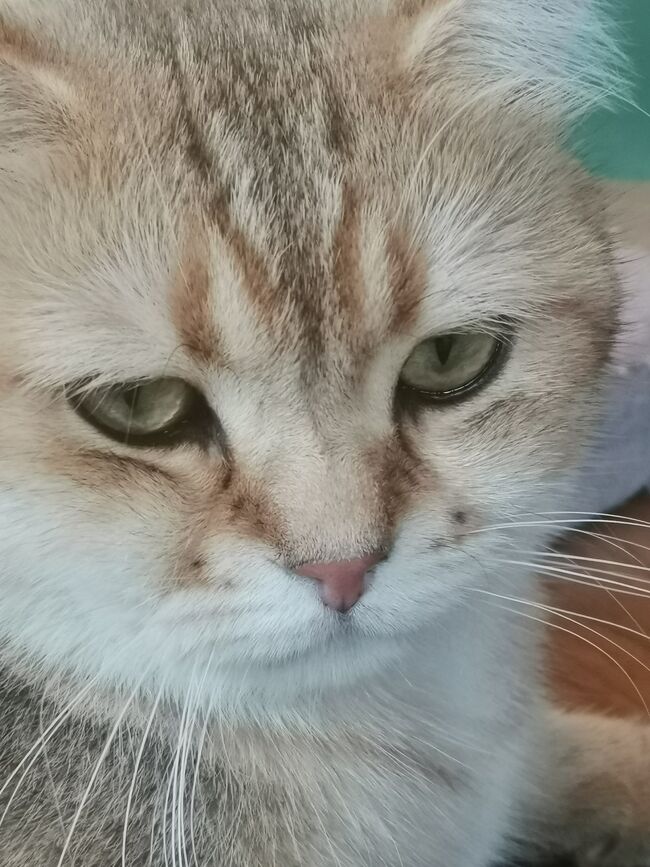 猫カフェ<br />Pick a Pieces Café & Cuddle<br />ここは今はやりのホシコ風の猫ちゃんがいます。<br />