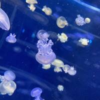 マイカーで行く！油壺、新江ノ島水族館　2日目