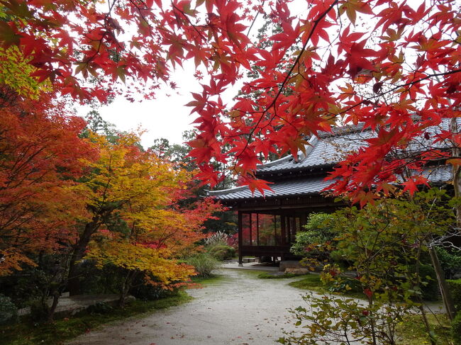 今年は紅葉の進みが早いような気がして、<br />週末は雨らしく、<br />ちょっと用事のついでに寄ってきました。<br /><br />南禅寺天授庵は、<br />本当に素晴らしい紅葉で大変綺麗でした❣️<br />ちょっと曇りがちだったのが、残念。。<br /><br />流石に人も沢山います。外国の方達も。<br />永観堂や哲学の道も行きたかったが、時間が読めず、諦め、慌ただしく帰宅しました。<br />