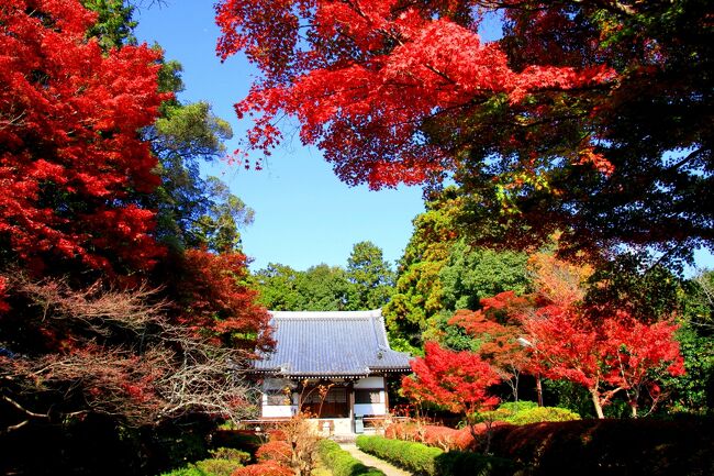 龍泉寺の紅葉<br /><br />龍泉寺　<br />推古天皇の時代（西暦592年）に曽我馬子が勅命を受けて建立されたと伝わる古刹です。<br />山中にひっそりと佇む紅葉やドウダンツツジが美しいお寺です。<br />国指定の名勝庭園もあります。<br /><br />拝観料300円で広い無料の駐車場があります。