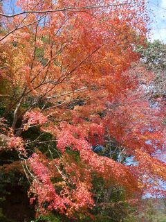 国東半島の紅葉名所を訪れました! (^o^)