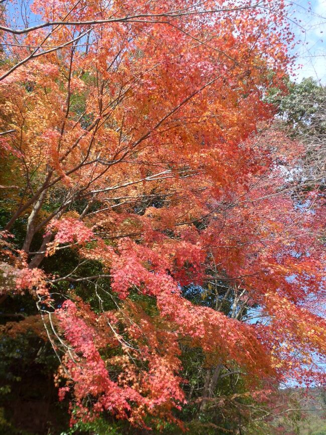 快晴で風もなく小春日和の様な陽気の中、2022年秋の紅葉狩りに行って来ました。<br />並石(なめし)ダムと両子寺の紅葉を観賞しました。<br />昼食は両子寺近くにあるお蕎麦屋さんの「両子河原座」で食しました。<br />今週末が見ごろの時期です。是非、訪れてみてください。