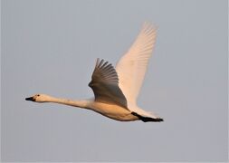 野鳥撮影