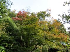 鎌倉浄妙寺の紅葉（鎌倉市浄明寺3）