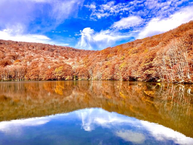 一生に一度は入るべき酸ヶ湯温泉に行くついでに、青森空港から、弘前に寄ってから、青森に出て、三内丸山遺跡を見て、酸ヶ湯温泉から蔦沼にも足を伸ばした。酸ヶ湯温泉から青森に戻り、折角だからフェリーで函館に移動。元町、函館山、五稜郭も紅葉の見頃。湯の川温泉からトラピスチヌに寄って、函館空港から帰途に。絶対食べたかった大間のマグロとイカ刺しを食べることもできて大満足の旅だった。