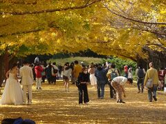 昭和記念公園　黄葉紅葉まつり　２０２２年