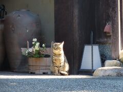 紅葉真っ盛りの有馬温泉日帰り旅