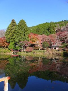 鳥見山公園の紅葉 ! 