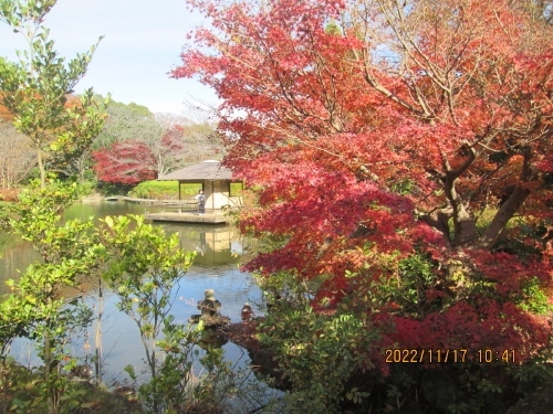 柏の葉公園には四季折々の花木の咲く、池のある回遊式の日本庭園があります。ゆったり散歩を楽しんではいかがですか。また、庭園内には茶室「松柏亭」があり、今の季節は紅葉の庭園を眺めながら季節の和菓子、抹茶などを味わうことができます。開園時間・午前9時～午後5時。コロナ感染防止対策。マスク飲食、黙食、滞在10分。となっています。