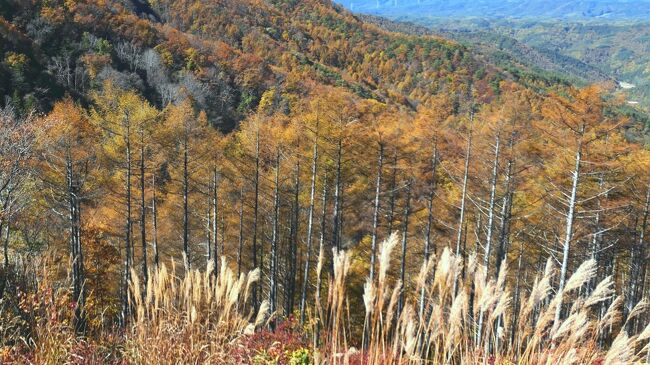 今年のGWに守屋山に登った。<br />https://4travel.jp/travelogue/11758753<br /><br />山頂まで続くカラマツ林、<br />こりゃ秋は絶対キレイなはず！　と確信、秋に再訪しようと決めていた。<br /><br />GWでは守屋山の前日に登った日向山もカラマツ林だった。<br />山頂の奇観も魅力だった。<br /><br />それでも日向山ではなく守屋山にしたのは、「なんとなく」(笑)<br />なんか気に入ってしまったのだ、守屋山･･･<br /><br />そして予想通り黄金色にどっぷり浸かる山歩きとなった。<br /><br />※表紙が「黄金色」ではなかったので、黄金色のカラマツに変更