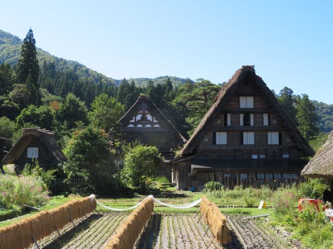 金沢の旅２日目は、白川郷へ行きました！今回行き先を金沢にしたのは、行ったことがなかったからということもあるけど白川郷にも行ける!!ってことで決めたのでした。<br />自分の中で、白川郷＝岐阜県だからなんとなくちょっと行きづらいと勝手に思っていたのだけど、以前金沢を旅行した友達が金沢から白川郷行きのバスが出てて行ってきたと言ってたので、なるほど～その手があったかと今回行ってきましたー！