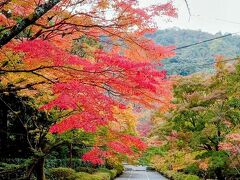 全国旅行支援を利用して京都紅葉巡り　嵯峨野嵐山編