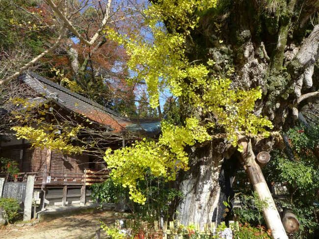 葛城一言主神社の乳銀杏が見頃になっています<br /><br />http://www.hitokotonushi.or.jp/index.html<br />