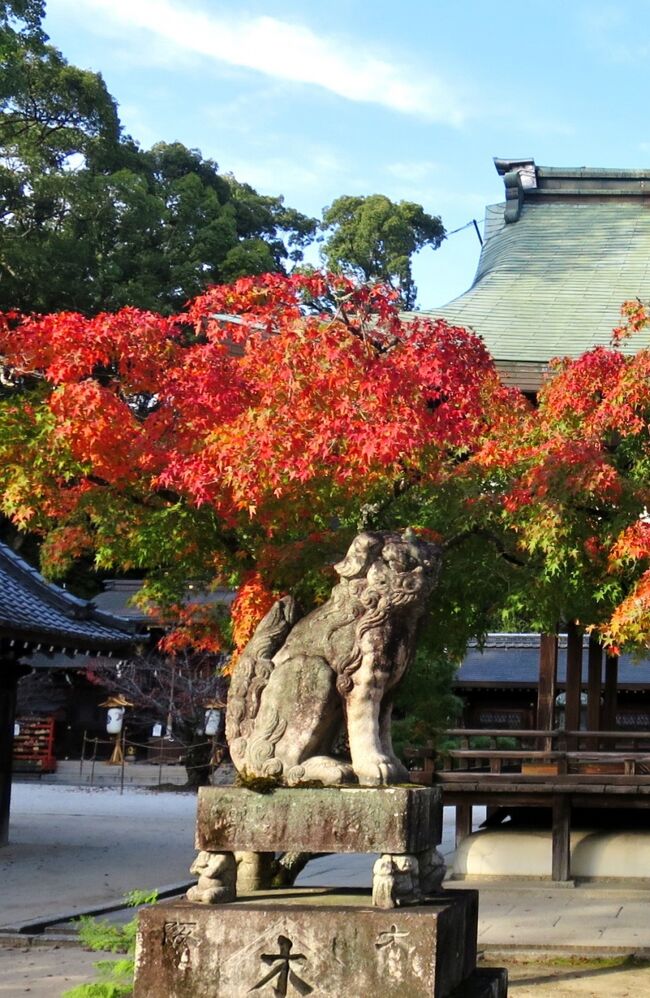 京都北山の大徳寺方面に用事があったので、ついでに紅葉めぐりをしてきました。<br />京都も紅葉シーズンに入り人気の嵐山や清水寺などは観光客があふれかえってきているので、人ごみを避けて「大徳寺」あたりなら大丈夫だろうとの思いで行きましたが、お目当ての「今宮神社」に行くと、境内の紅葉は嵐山ほどではないものの、お参りだけして東門を出ると参道の両側にある老舗の店が大行列で溢れ返っていてビックリ！<br />コロナの悪疫退散に「あぶり餅」を食べようと思ってきましたが、これでは諦めざるを得ません。年内にもう一度挑戦することにして、隣の「大徳寺」に移動。<br />「大徳寺」は一休和尚が作った納豆、秀吉が造った信長の菩提寺、戦国武将が競って建てた多くの塔頭と庭園、千利休らが活躍した茶の湯文化など見所満載ですが、今回は紅葉目的なので外から眺めるだけ、観光客はチラホラでゆっくり周ることができました。<br />そして本日の締めは、最近始めている京都の老舗喫茶店めぐりで、四条河原町の喫茶「ソワレ」に立ち寄って帰りました。<br />