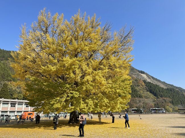 ご訪問ありがとうございます！<br />鳥取県日南町の大銀杏をご紹介します。<br />旧日野小学校のグラウンドにポツンと一本立っている樹齢約100年の大銀杏で、毎年11月上旬～11月中旬まで咲き誇ります。<br />JR生山駅から車で10分。<br />日南町の山深い国道183号線沿いにある旧日野小学校です。