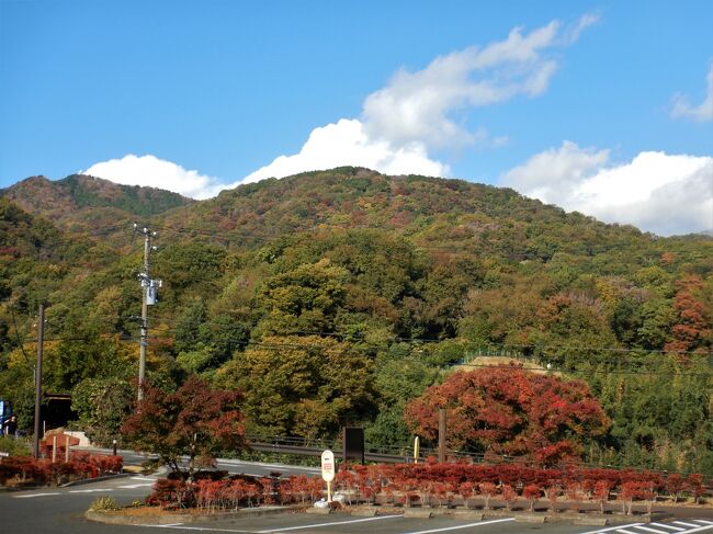 2022年11月12日(土)<br />快晴が予想された土曜日、どこを歩こうか･･･と悩むも<br />早起きできず駐車場争奪に敗れ･･･東丹沢彷徨ドライブの後<br />いつもの聖峰で陽だまりハイキングを楽しみました。<br /><br />行程<br />神奈川県立塔の山緑地公園ー聖峰ー高取山ー駐車場(戻り)<br /><br />まだこの界隈は紅葉には早かったです。2週間後が見ごろと予想。<br />聖峰からの景色を楽しんだ後は高取山まで繋げてぐるりと1周。<br />静かな山歩きでした。<br /><br />最初のおまけ編はこの山行に落ち着くまでのドライブです。<br />道の駅清川村で下見休憩後、宮ケ瀬湖を経て塩水橋へ向かうも<br />駐車場はすでに満車。そのまま県道70号線をヤビツ峠へ。<br />もちろんヤビツ峠でも駐車できず･･･<br />結局善波トンネルを抜けていつもの塔の山緑地公園へ。<br /><br />