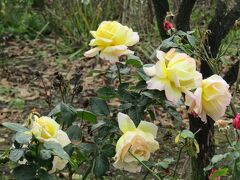 ざる菊園のバラ（二宮町川匂）