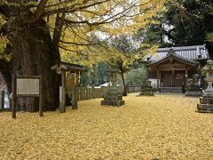 隠口の里『泊瀬(はつせ)』ハイキング♪  黄葉絨毯ひとりじめ/素戔雄(すさのお)神社