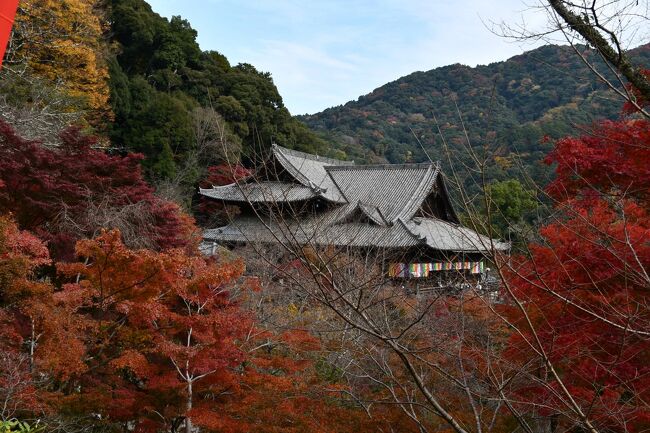 二十四節季の小雪を迎えましたが、紅葉はまだまだ見頃です。長谷寺にお詣りしてきました。斜面にそう広い境内で、回廊や舞台、五重塔が配された伽藍を巡ってまいりました。秋の大和路を満喫しました。<br /><br />