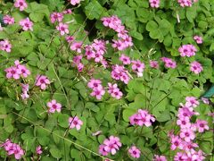 咲き始めた芝桜（二宮町川匂）