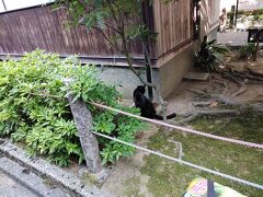 古都の猫探し【石川・金沢街巡り（Kanazawa city tour）編?】－その２