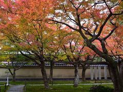 シニアの２０２２年　紅葉の季節ですねっ［１２］　黄梅院・智積院・今熊野観音寺