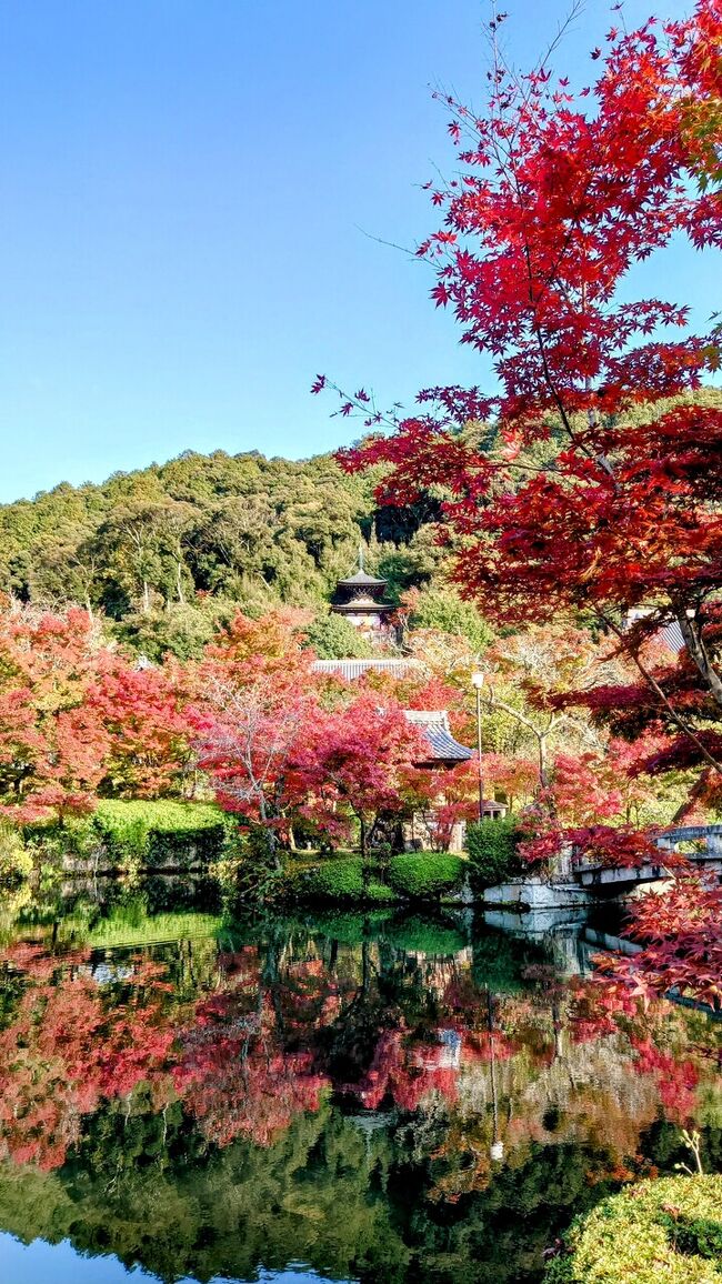 全国旅行支援を利用しての旅になります。<br /><br />知恩院、永観堂、南禅寺と巡りました。<br />清水寺は例年はこの時期あまり色付いていないのですが、バスの中で知り合った京都在住の方の話を聞いて、どうやらもう色付いているらしい。<br />清水寺は清水寺の舞台の下からや反対側から撮ればいいので、あとから行って見ようと思って予定通り知恩院へ。<br />タクシーで永観堂へ移動して南禅寺へと回りました。<br /><br />今回の旅は紅葉狩りが目的なので、食事は時間節約の為に、目的地でランチを食べる程度です。京都のグルメ旅は、また今度ですね。