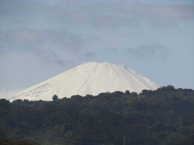　今日の朝はまあまあの天気で、戸塚からは富士山が見えていた。しかし、10時前には雲が広がって、川匂跨線橋からは雲間に白い富士山が何とか見える程度であった。<br />　ざる菊園からの帰路では、それが綺麗に富士山が見えるではないか。さすがに富士山が近く、山の上から頭を覗かせているだけであり、戸塚や鎌倉から見るように、裾野からという訳にはいかない。<br />　それでも富士山が見えてほっとしたし、また、融けてしまって地肌が剥き出しになっていた富士山にも、また大量の雪が積もったことが分かった。<br />　それにしても道路には片側にしか歩道がないのに、川匂跨線橋には両側に歩道が付いているのは何故？<br />（表紙写真は川匂跨線橋から見えた富士山）