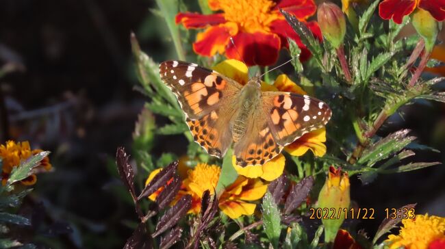 11月22日、午後1時過ぎに川越市の森のさんぽ道へ行きました。　この日の気温は20℃もあり、暖かい一日でした。今日の訪問目的は今年最後と思われる蝶の観察とツルリンドウ観察です。　幸いなことに蝶はレジャー農園でルリタテハ、ヒメアカタテハが見られました。　ここでは蝶の観察を纏めました。<br /><br /><br /><br />*写真はヒメアカタテハ