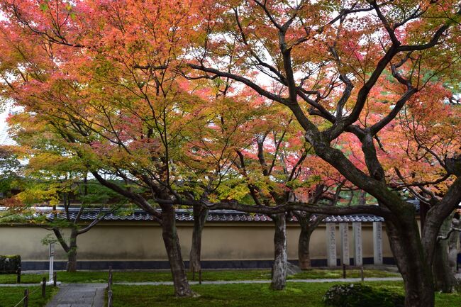 ４トラの「ポテのお散歩さん」の投稿　「楓の庭　黄梅院」の綺麗な黄葉を見て、どうしても行ってみたくなり出かけてきました。院内は本当に見事な紅葉でした。<br />そのあと、毎年この時期に訪れている智積院と今熊野観音寺の紅葉も鑑賞に訪れました。どちらも素晴らしい紅葉を見ることができる場所です。そんなに京都でもメジャーな紅葉の場所ではないため、あまり混みもせずゆっくりと紅葉を楽しむことができました。