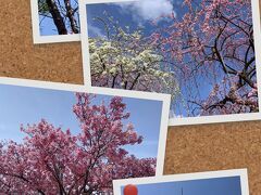 京都嵐山&#127800;桜を追いかけて&#127800;