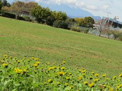 「川とのふれあい公園」の花壇のヒマワリと富士山（寒川町宮山）