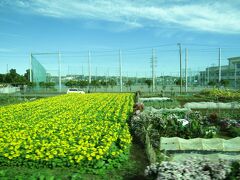 JR寒川駅手前で車窓から見えるヒマワリ畑（寒川町岡田）