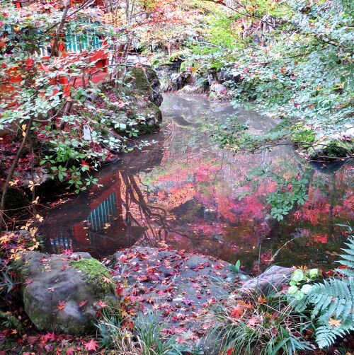琵琶湖疏水ウォーキング第2弾～山科疎水紅葉散歩』山科(京都)の
