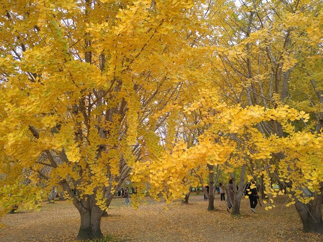 福岡県南「太原のイチョウ」「清水寺本坊庭園」の紅葉を楽しみ、植木温泉「大月苑」に泊まりに行く