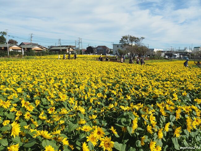 寒川町へ冬のひまわりを見に出掛けました。<br />寒川町観光協会のHPによれば、<br />今年で7回目を迎えた冬のひまわりは、ボランティアさんたちの協力の下、立冬を迎えるころに満開となるように育てているそうで、町内3か所で合計約10万本が見頃となっています。<br />＜冬のひまわり会場＞<br />●寒川町ひまわり畑…JR相模線「宮山駅」徒歩9分<br />●川とのふれあい公園ひまわり花壇…JR相模線「宮山駅」徒歩15分<br />●相模線線路沿いひまわり畑…JR相模線「寒川駅」北口 徒歩6分<br /><br />冬のひまわりを楽しんだ後は、茅ヶ崎まで足を延ばしサザンビーチを散歩をしてきました。