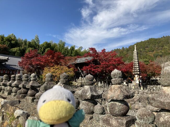 京都の紅葉めぐり、二日目は嵯峨野、嵐山に行ってきました。朝一番で渡月橋の上流（大堰川）の川ばたを楽しみ、そのあと電動のレンタルサイクルで常寂光寺、化野念仏寺、嵯峨野鳥居本の平野屋さん（昼食）、護法堂、宝筐院、祇王寺と行ってきました。<br />東京に戻ったあと　テレビで同じ日の嵯峨野の混雑ぶりを見てびっくりしました。レンタルサイクルで嵐山駅から離れた場所に移動して良かったとつくづく思いました。